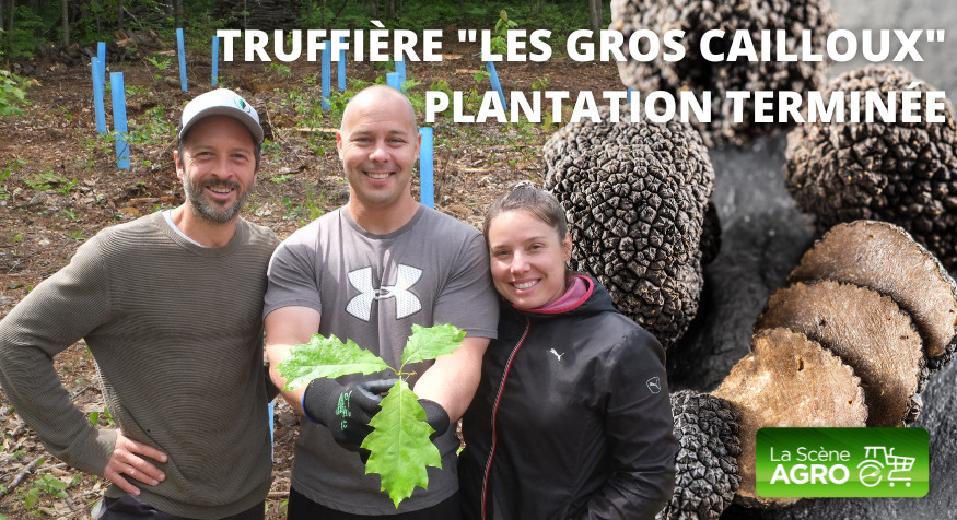 Les truffes du Québec uniques au monde - Agro Québec