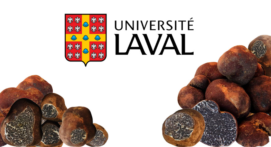 Les truffes du Québec uniques au monde - Agro Québec